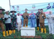 Perkuat Ketahanan Pangan, Bupati dan Wakil Bupati Konut Hadiri Panen Raya Ikan Bandeng di Puulemo