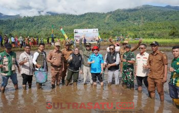 Pemerintah dan DPRD Konawe Utara Perkuat Swasembada Pangan Melalui Tanam Serentak Padi Sawah Program CSR di Wiwirano