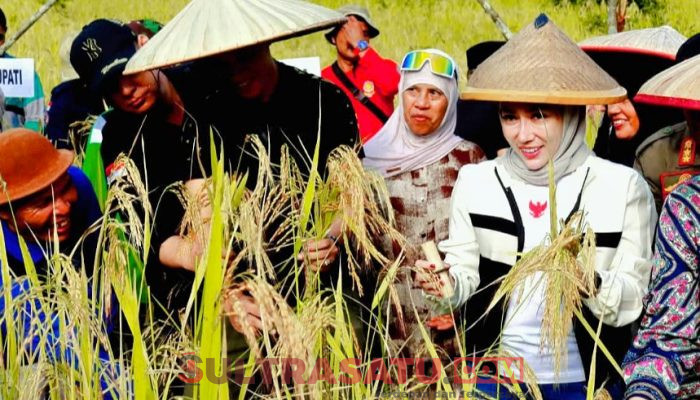 Bupati Konawe Utara Bersama Ketua TP PKK Panen Perdana Padi Gogo di Asera