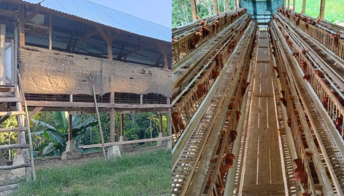 Dana Desa 2025 Dimanfaatkan untuk Ketahanan Pangan, Pemdes Amohola Kembangkan 480 Ayam Petelur
