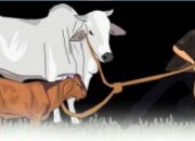 Tiga Sapi Hilang Misterius, Aspul Lapor Polisi: Enam Ditemukan Terikat di Lokasi Berbeda