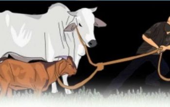 Tiga Sapi Hilang Misterius, Aspul Lapor Polisi: Enam Ditemukan Terikat di Lokasi Berbeda
