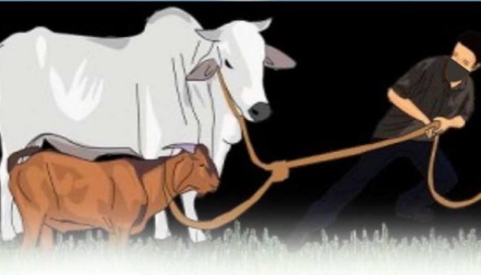 Tiga Sapi Hilang Misterius, Aspul Lapor Polisi: Enam Ditemukan Terikat di Lokasi Berbeda