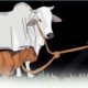 Tiga Sapi Hilang Misterius, Aspul Lapor Polisi: Enam Ditemukan Terikat di Lokasi Berbeda